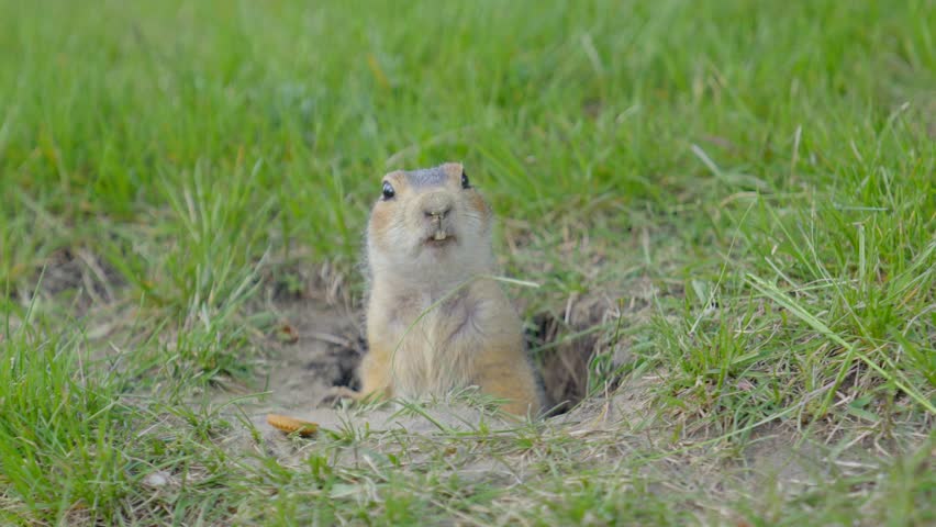 A friendly gopher with two funny teeth poses for the camera, staring intently at the frame. A close-up portrait of a ground squirrel, half sitting in a hole.