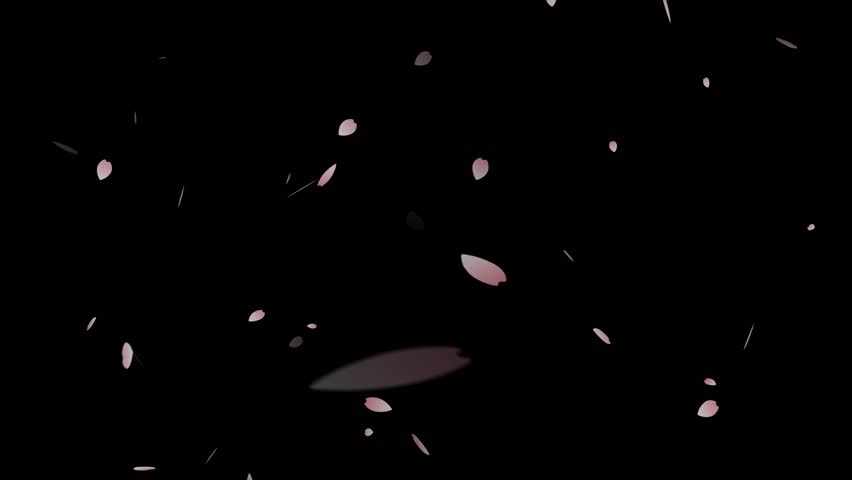 A spring tradition. Animation of falling cherry blossom petals