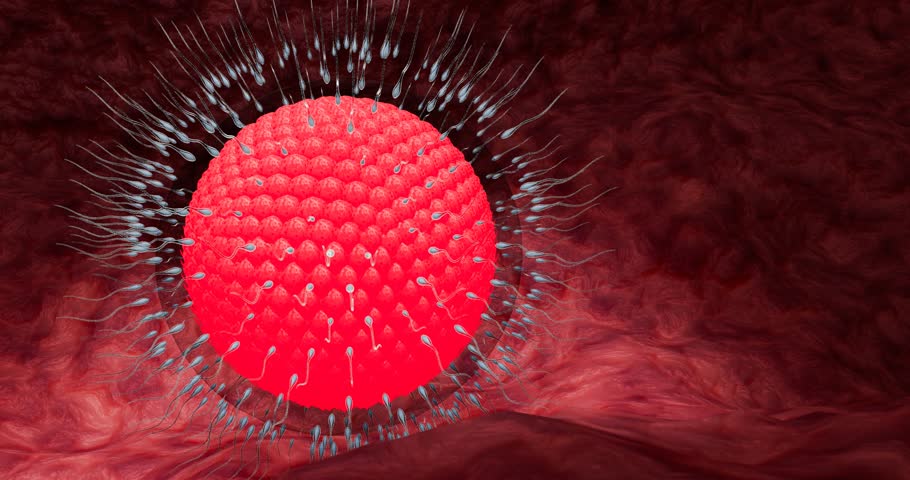 Scientific Illustration of Fertilization, Human Reproductive Cell Fusion Process, Sperm and Ovum Interaction for Genetic Transfer and Pregnancy Initiation, 3D Rendering
