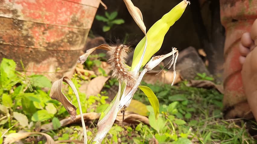 Orgyia leucostigma. Its other name white-marked tussock moth and caterpillar. This is a moth in the family Erebidae. Larva of Orgyia leucostigma.
