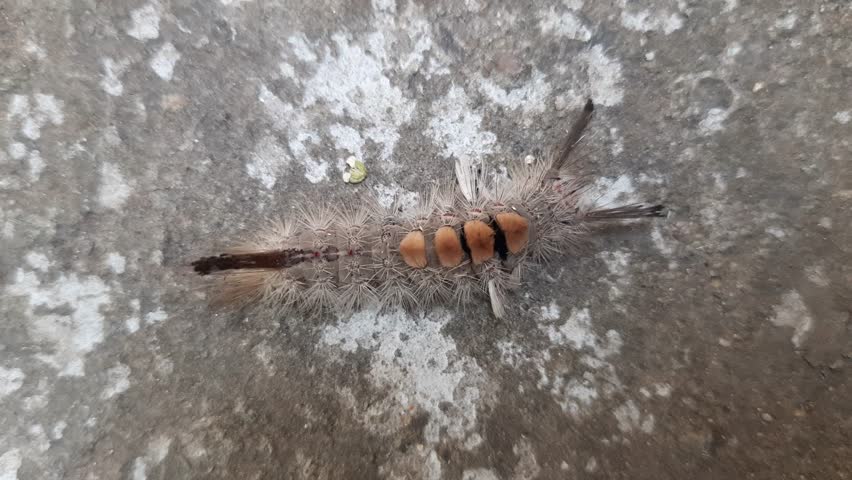 Orgyia leucostigma. Its other name white-marked tussock moth and caterpillar. This is a moth in the family Erebidae. Larva of Orgyia leucostigma.
