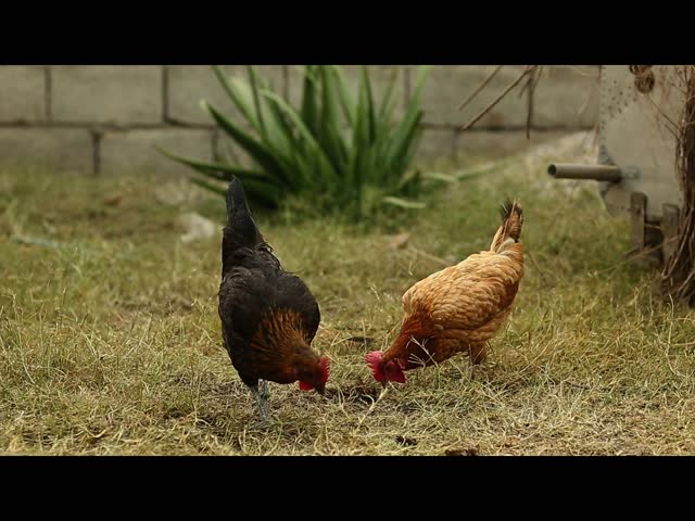 Free range brown laying hens in green grass walking and feeding,Chicken herd on a morning walk, pack of chickens, Rooster and chickens grazing on the grass, Free range hens and rooster.