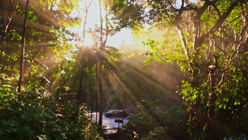 Golden sunlight streams through a dense forest canopy, casting dramatic rays over a misty trail. The tranquil scene captures the serene beauty of nature illuminated by warm light.
