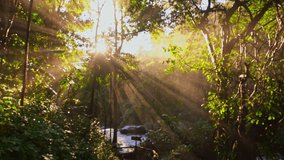 Golden sunlight streams through a dense forest canopy, casting dramatic rays over a misty trail. The tranquil scene captures the serene beauty of nature illuminated by warm light. - Powered by Shutterstock - Get 15% off with code: PIKWIZARD15