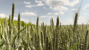 wheat processing techniques, wheat mechanical harvesting, wheat supply forecasting, wheat value chains, crop field irrigation, agricultural technology advancements, agricultural data analysis - Powered by Shutterstock - Get 15% off with code: PIKWIZARD15