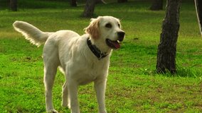 A golden retriever dog joyfully playing fetch with its female owner in a grassy park. The duo shares a happy and playful moment under the open sky surrounded by trees. - Powered by Shutterstock - Get 15% off with code: PIKWIZARD15