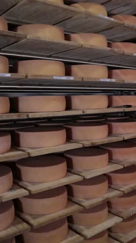 Many cheese wheels ripening on wooden shelves in a cellar