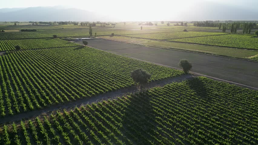 Ethereal bright sunny haze over vineyard grapes in Mendoza, Argentina