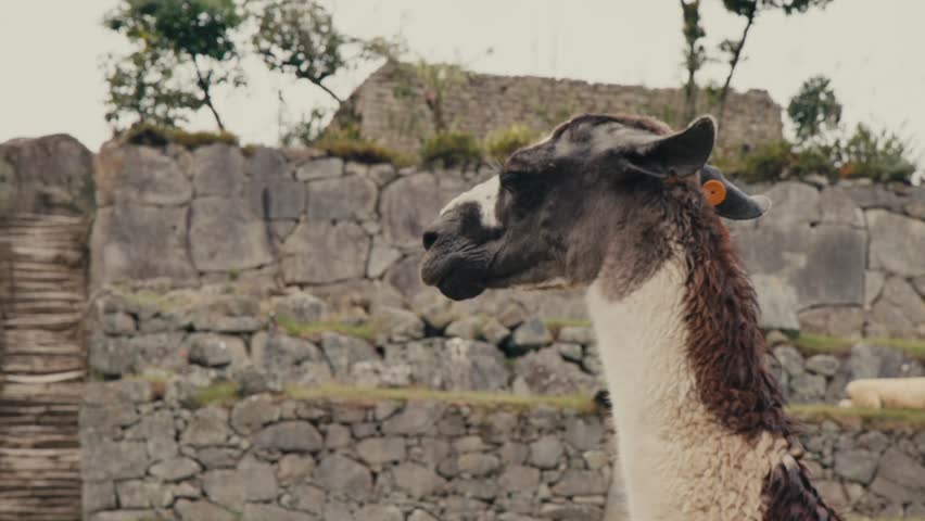 A Llama Standing in Front of the Inca Ruins of Machu Picchu, Near the Town of Aguas Calientes in Cusco, Peru - Close Up