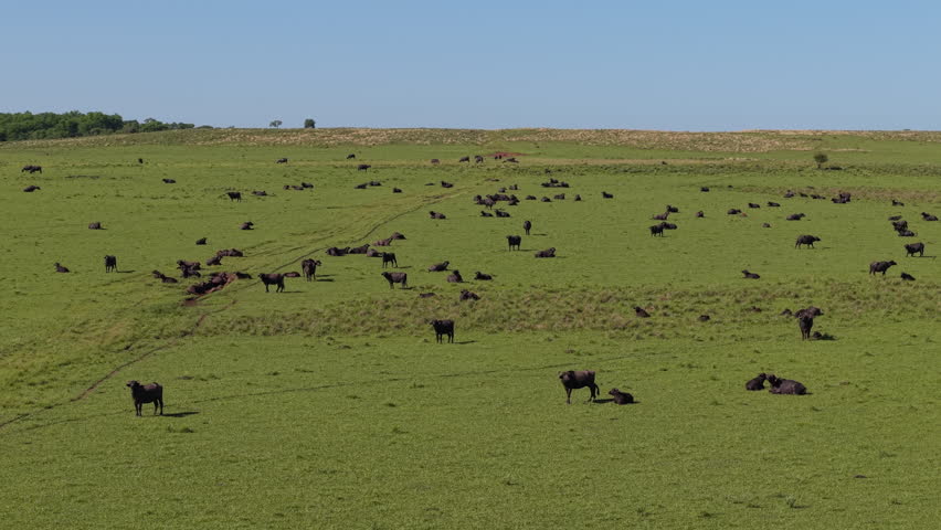 Wide aerial view of farm meadow with breeding buffalos. Meat and milk production.