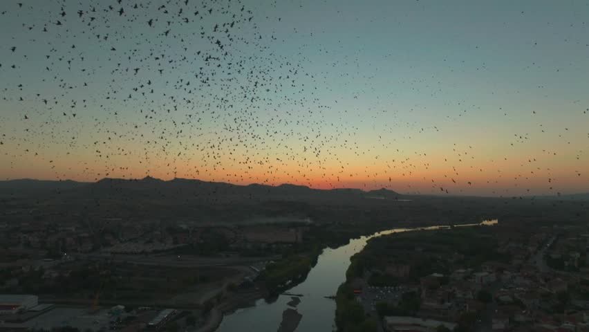 Silhouettes of millions of starlings huge murmuration, group of migrating birds soar over a river at sunset, mountains on the glowing horizon. Drone flying through flock of birds