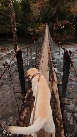 Personal perspective of man walking the dog on leash crossing the mountain river by rope bridge at autumn day. Vertical footage of male person spending time outdoors with his pet in Georgian village.