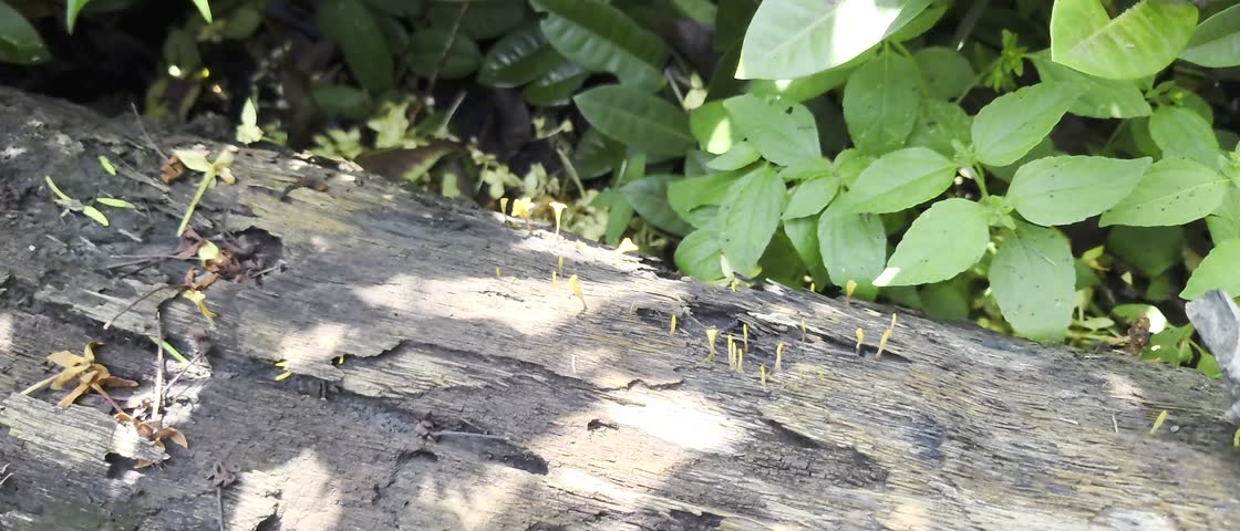 Yellow jelly mushrooms grow on rotting coconut tree trunks