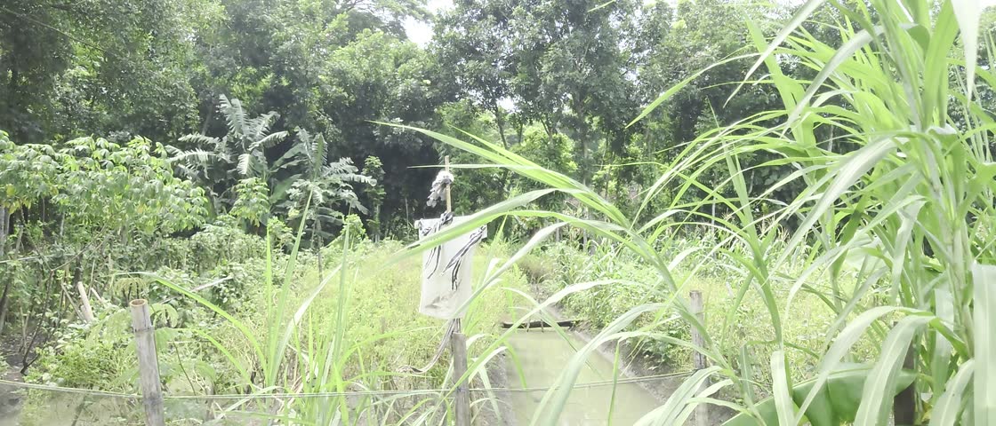 scarecrows to keep birds away