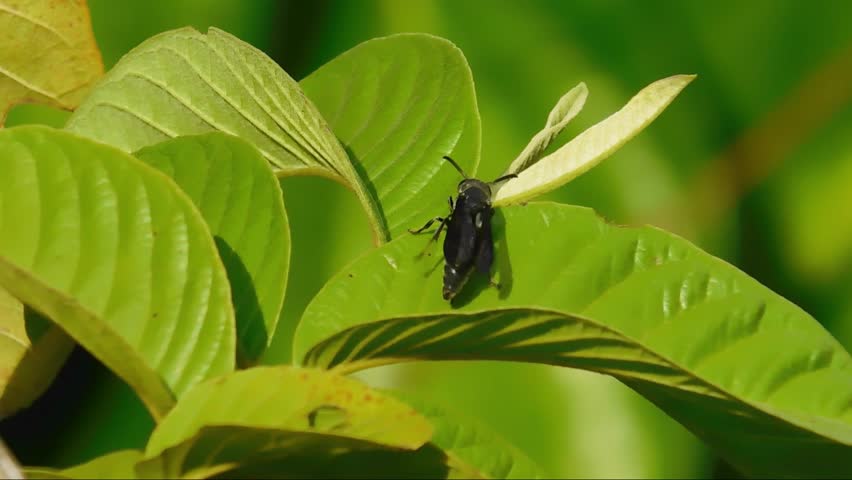 Video of a black bee sitting on a guava leaf