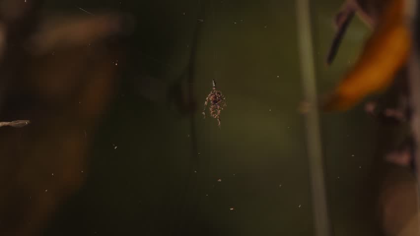 Suspended spider web in the flight path waiting for the next victim to get entangled in it