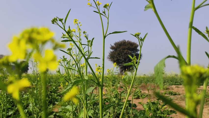 Closeup of mustard plant yellow flower in an agricultural land. Mustard plant agriculture in India.