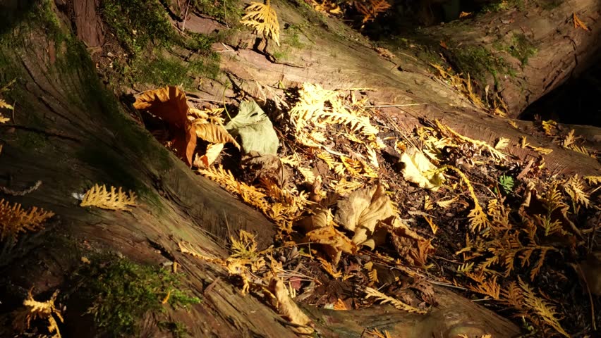 Close Up of Woman Walking Barefoot on Forest Floor