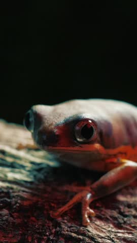 A vibrant red frog sits comfortably on a log, blending beautifully with its natural surroundings.