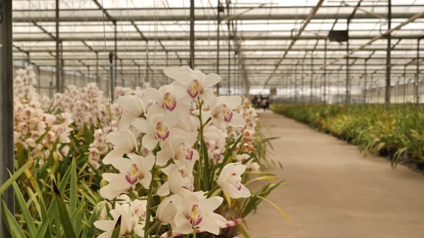 Orchids in full bloom inside a large commercial greenhouse in South Africa on a sunny day