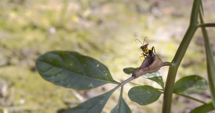 Busy Female potter wasp arrives with a blob of mud to advance the pot building