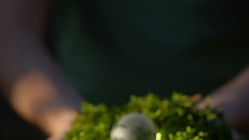 Earth in Our Hands, Nurturing and Protecting Nature, Sustainable Future for All. A globe on lush greenery symbolizes deep environmental care, inspiring sustainable living and practices