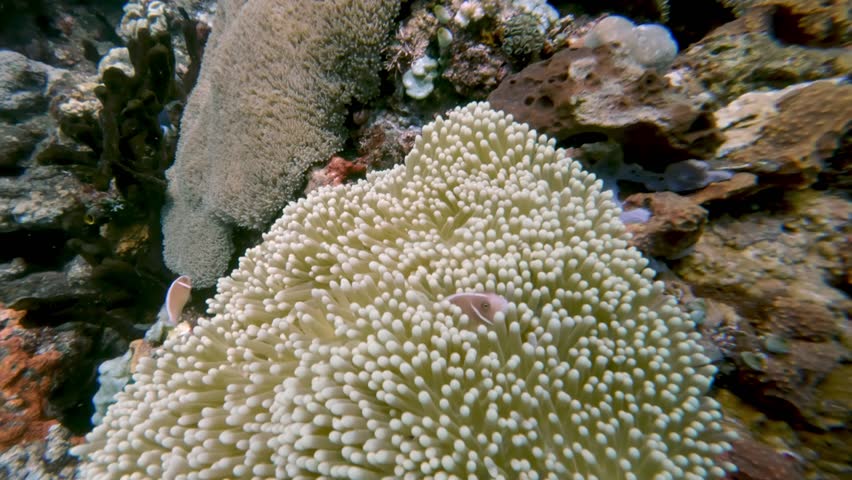 Group of Fishes Hiding in Anemones and Swimming in Blue Water of Beautiful Ocean. Close View of Aquatic Plants and Coral Reef Growing on Sea Floor. Organic Nature and Real Life of Underwater Animals