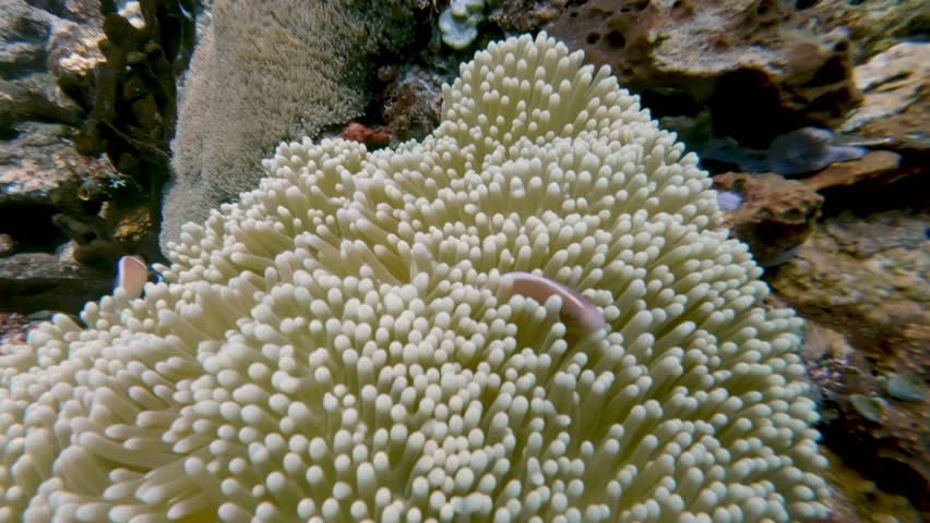 Group of Fishes Hiding in Anemones and Swimming in Blue Water of Beautiful Ocean. Close View of Aquatic Plants and Coral Reef Growing on Sea Floor. Organic Nature and Real Life of Underwater Animals
