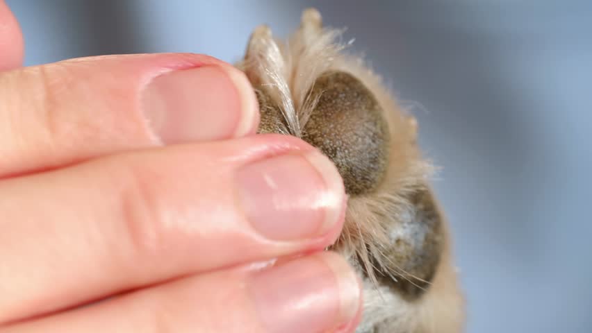 Close-up of a owner hand meticulously applying a protective wax treatment to a dog's shiba inu paw pads, ensuring the animal's comfort and well-being
