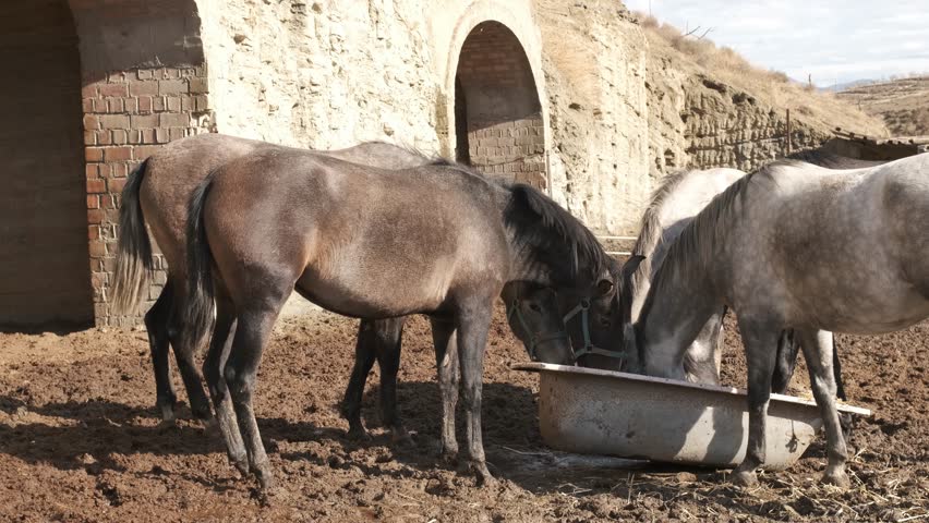 Horses enjoying refreshing water together at a sunny farm