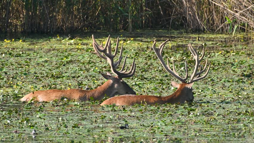 Two majestic deer with antlers resting in a lush marshy meadow surrounded by greenery and sunlight reflections