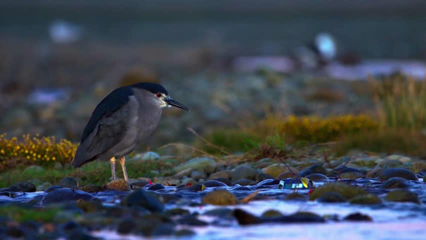 Black-Crowned Night Heron Standing Still In Shallow Water