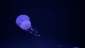 Brightly illuminated jellyfish drift elegantly in dark water, showcasing their translucent bodies and vibrant colors, captivating viewers at the aquarium after hours. - Powered by Shutterstock - Get 15% off with code: PIKWIZARD15