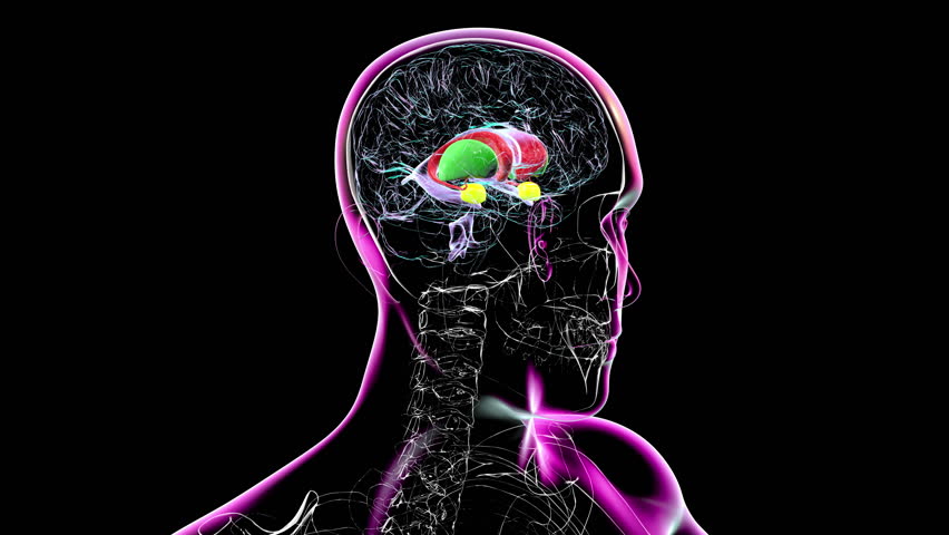 3D animation of a rotating brain highlighting the caudate nucleus (red), putamen (green), amygdala (yellow), and ventricles (purple transparent). - Powered by Shutterstock - Get 15% off with code: PIKWIZARD15