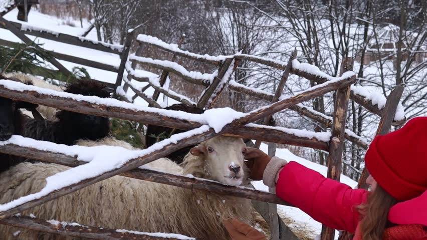 Woman next to the sheep pen in countryside in the snow in winter in the mountains
