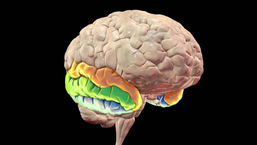 3D animation of a rotating brain highlighting the temporal gyri: superior (orange), middle (green), and inferior (blue), responsible for auditory processing, language, and visual recognition.
