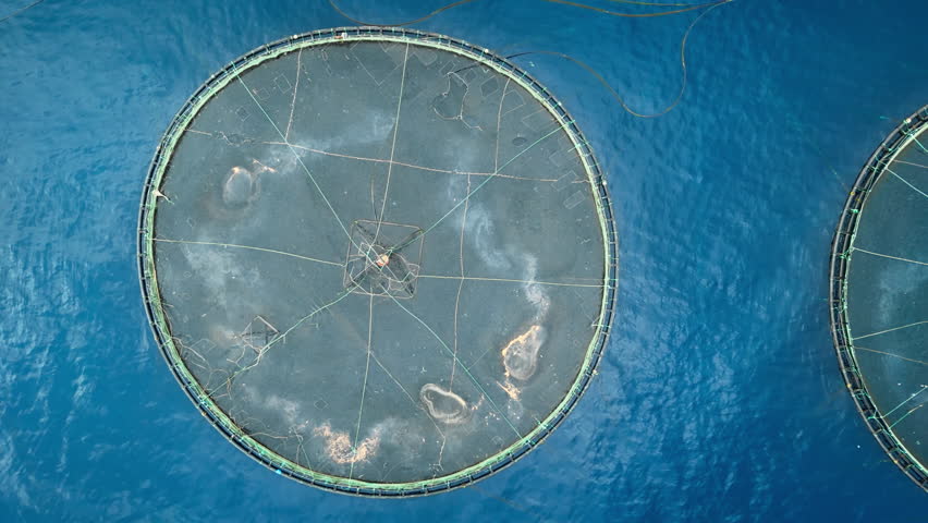 Top down of Offshore aquaculture fish farming cage. Aerial above shot
