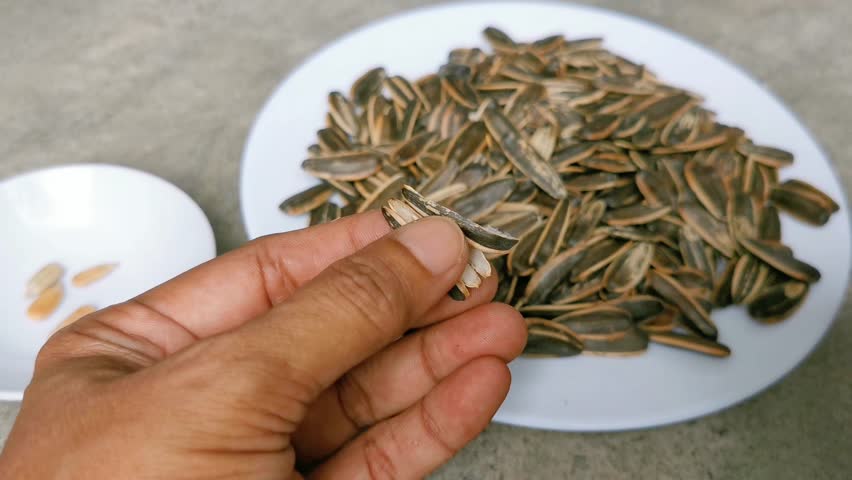 Hands peeling the roasted salted Sunflower Seeds or Kuaci Bunga Matahari. 