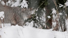 Canadian Lynx - Wild Cat In Whitehorse, Yukon, Canada. - closeup shot - Powered by Shutterstock - Get 15% off with code: PIKWIZARD15