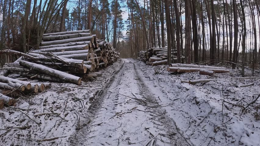 A picturesque snowcovered logging road, beautifully lined with freshly cut timber, in a serene forest setting