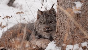 Canadian Lynx Cat Resting Behind Tree Trunk In Winter Season. Close-up Shot - Powered by Shutterstock - Get 15% off with code: PIKWIZARD15