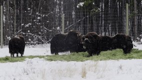 Group Of Musk Ox Standing In The Farm During Winter Season In Whitehorse, Canada. - wide shot - Powered by Shutterstock - Get 15% off with code: PIKWIZARD15
