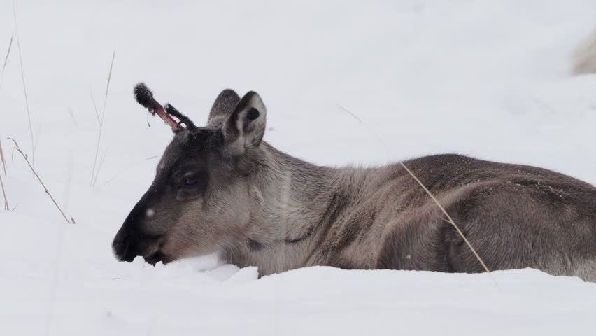 Snow Falling On Young Caribou Lying In The Snow. - closeup shot