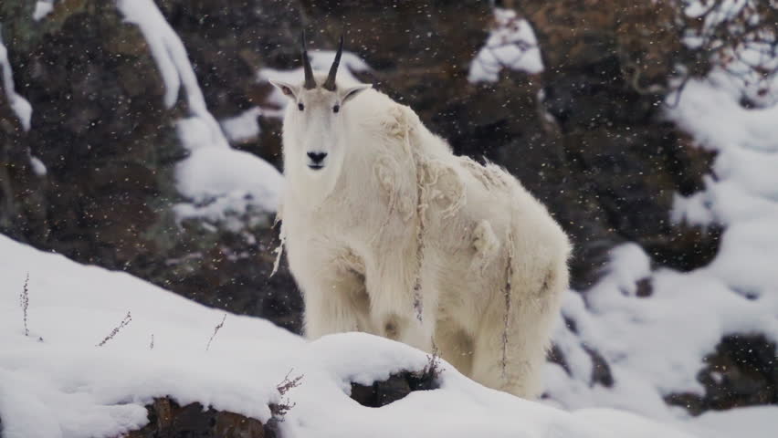 Epic Mountain Goat Over Winterly Nature Background In Yukon, Canada. Close-up Shot