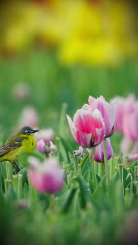 Western yellow wagtail bird perching in blossoming tulip flowers, Pink roses, Vertical reel
