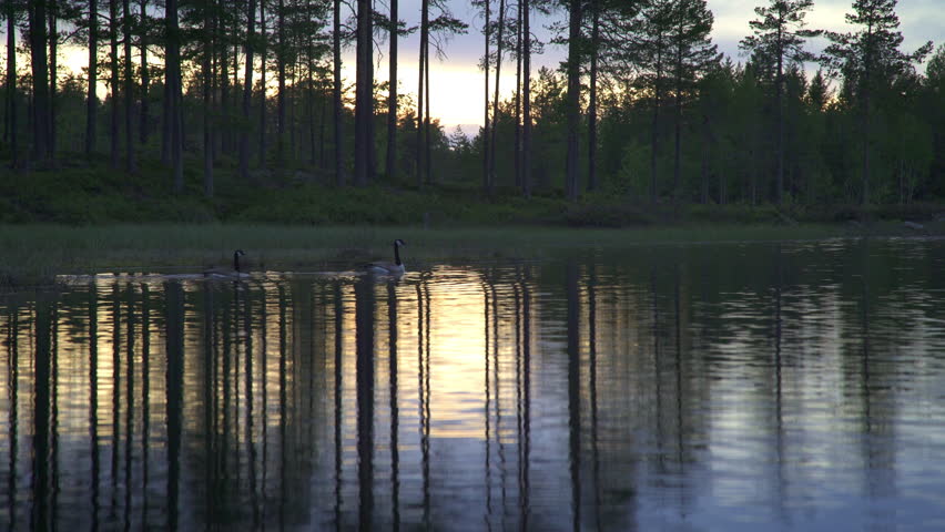 Two geese swimming in calm waters at twilight, surrounded by reflections of trees and soft light.