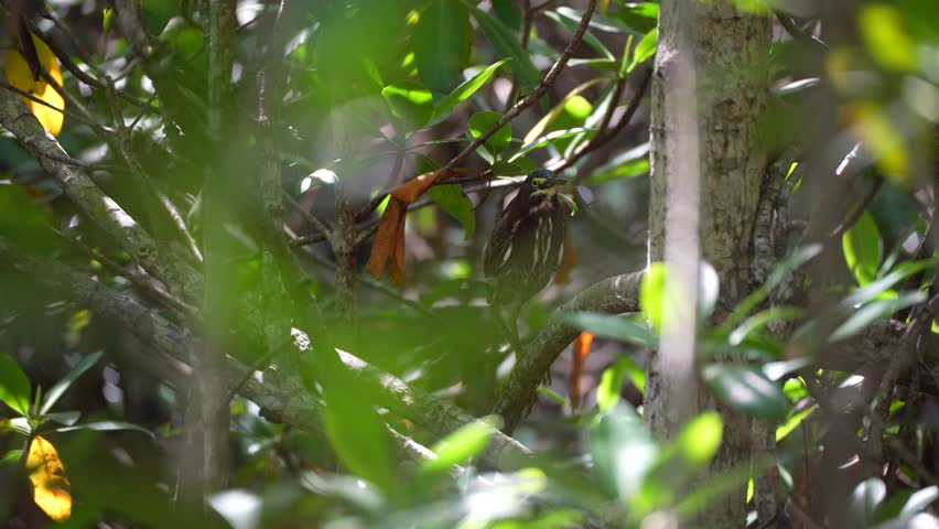 Green Heron Hidden in the Mangroves, Florida