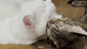 Beautiful domestic cats licking each other with tongues at home. Cute kittens taking care of a fur each other indoor. Family couple feline resting together. Concept of adorable animals. Close up - Powered by Shutterstock - Get 15% off with code: PIKWIZARD15