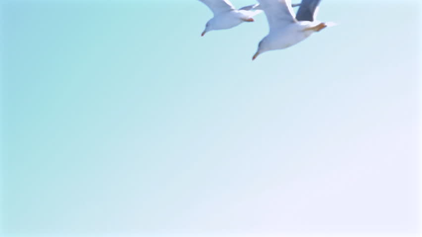 A group of seagulls flying and gliding through the bright sunny skies, slow motion.