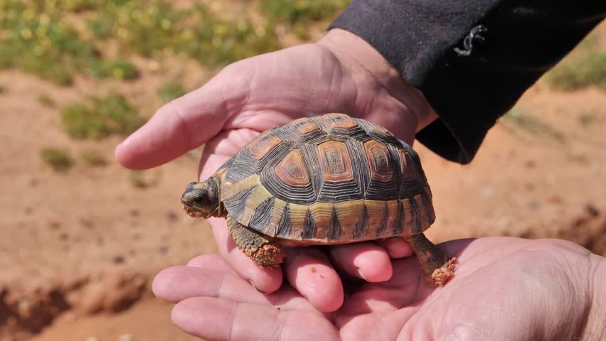 A small angulate tortoise rests on human hands in a sunny desert landscape in the Karoo region